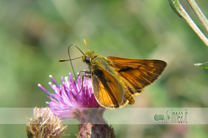 Ochlodes venatus ?